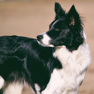 Cautious Cattle Collie