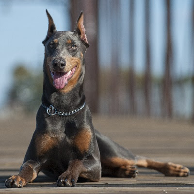 Dominant Doberman style