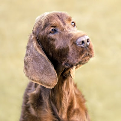 Interactive Irish Setter style
