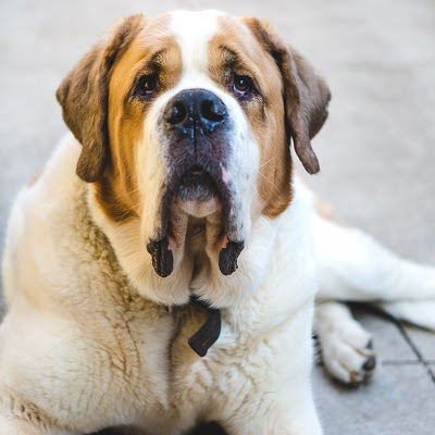 Steady Saint Bernard